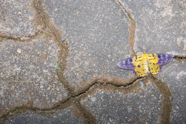 Бабочка Земле — стоковое фото