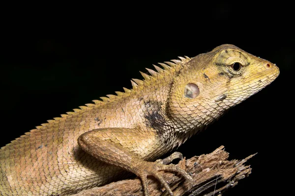 Odległości Fotograficzne Kameleon Makro — Zdjęcie stockowe