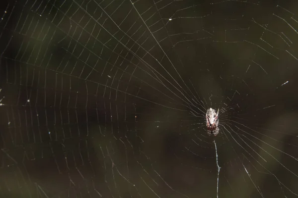 Pegue Uma Aranha Close — Fotografia de Stock