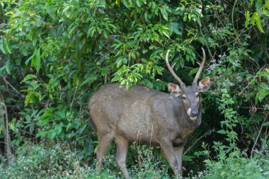 Khao Yai Ulusal Parkı 'ndaki Sambar.