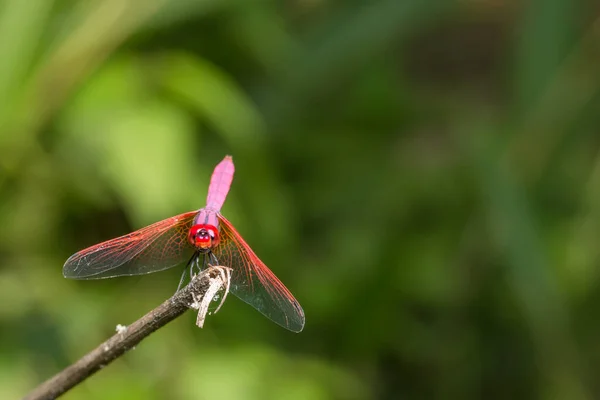 Prenez Gros Plan Une Libellule Rouge — Photo