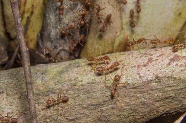 Kırmızı karıncayı kapat..