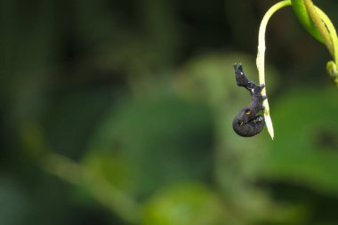 Yakın çekim solucan hayvanı vahşi yaşam