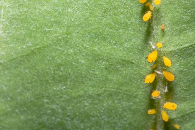 Macro Pea yaprak bitleri (Bilimsel adı: Aphis craccivora Koch.) yumuşak odak