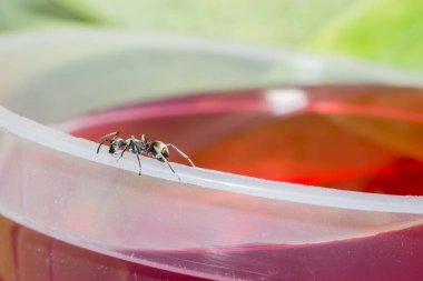 Kısa mesafe siyah karıncalar.