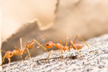 Makro kırmızı karınca vahşi yaşam