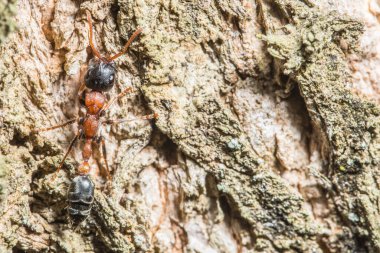 Tetraponera rufonigra karınca vahşi yaşam