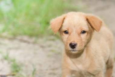Köpekler çimlerde geziniyor.