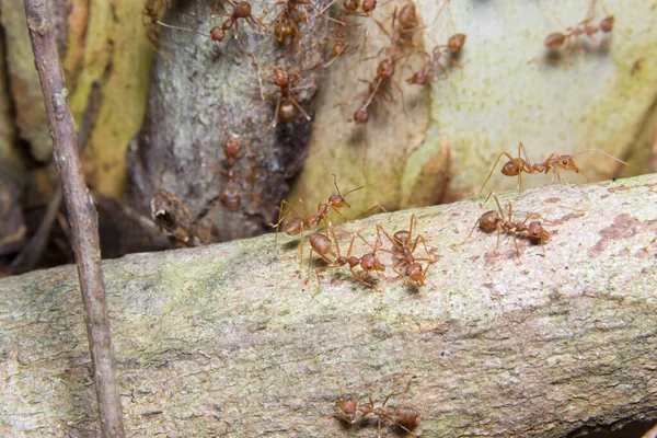 Κλείσε Κόκκινο Μυρμήγκι — Φωτογραφία Αρχείου
