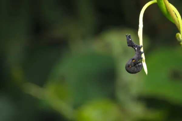 Gusano Cerca Vida Silvestre Animal —  Fotos de Stock