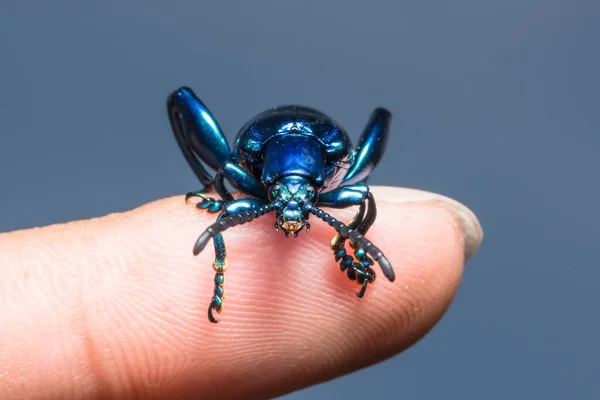 Escarabajo Esmeralda Fauna Animal — Foto de Stock