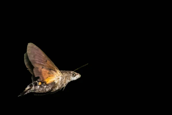 Motten Sind Fliegende Tiere — Stockfoto