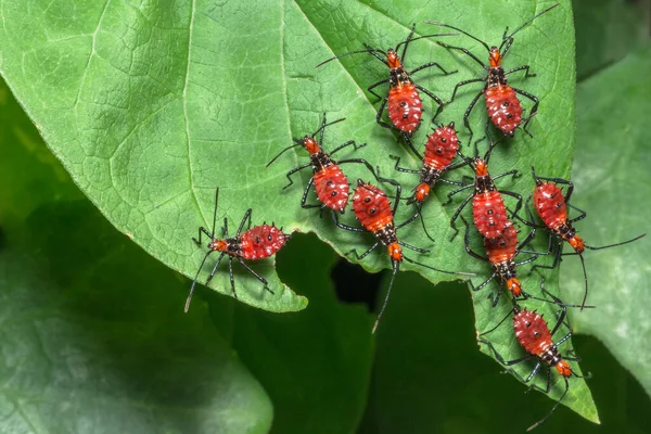 Close-Hemiptera red animal wildlife