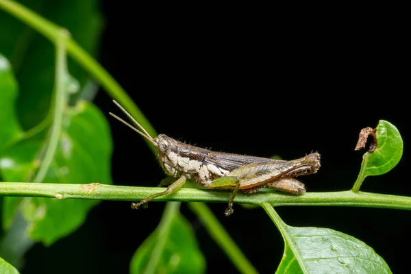 Take Close Grasshopper — Stock Photo, Image