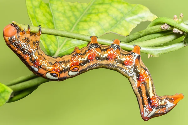 Verme Ravvicinato Fauna Selvatica — Foto Stock