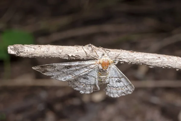 Moth Крупним Планом Дика Тварина — стокове фото