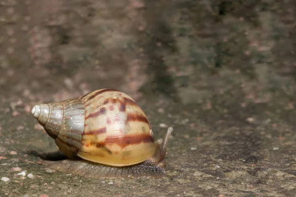 Salyangoz Vahşi Yaşamı Kapatın — Stok fotoğraf