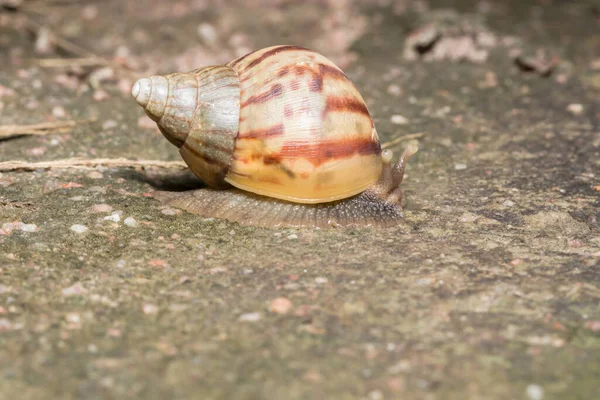 Lumaca Primo Piano Fauna Selvatica Animale — Foto Stock