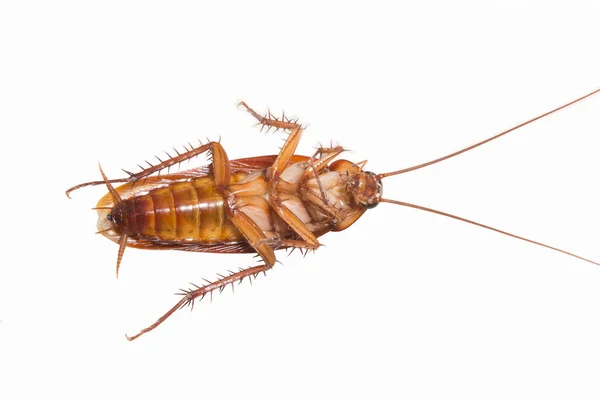 Cockroach Isolated Animal Wildlife — Stock Photo, Image