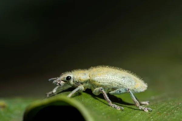 Πράσινο Weevil Άγρια Ζώα — Φωτογραφία Αρχείου