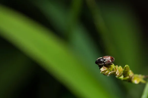 Escarabajo Escarabajo Vida Silvestre — Foto de Stock