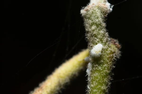 Makro Mealybug Dzikie Zwierzęta — Zdjęcie stockowe