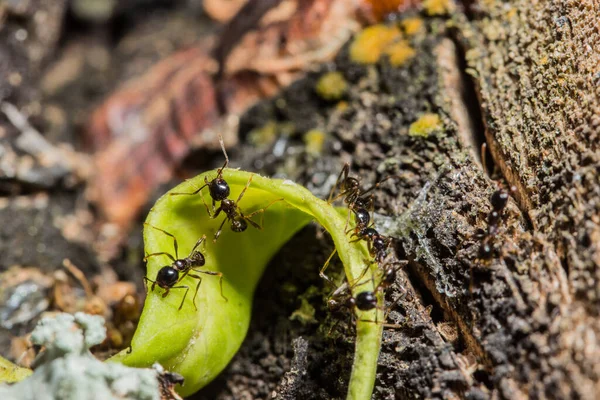 Semut Pronged Satwa Liar — Stok Foto