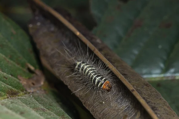 Macro Caterpillar Animal Natrue — Stock Photo, Image