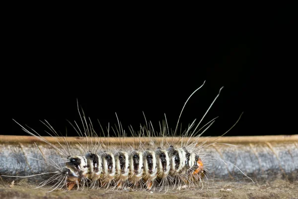 Makro Raupe — Stockfoto