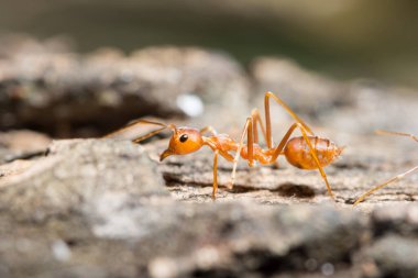 Makro kırmızı karınca hayvanı