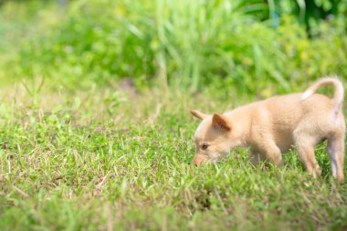 Köpekler çimlerde geziniyor.