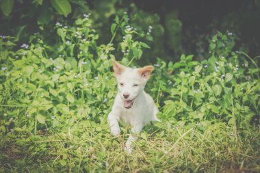 Köpekler çimlerde geziniyor.