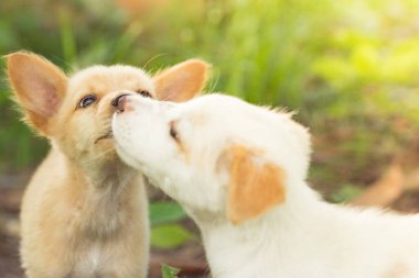 Köpekler çimlerde geziniyor.