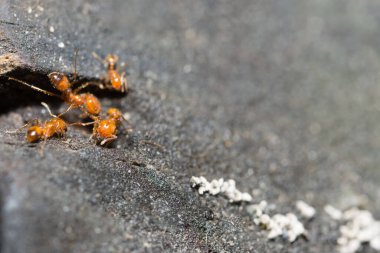 Solenopsis invicta Tahta zeminde yürüyor.