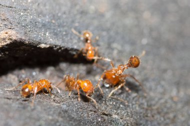 Solenopsis invicta Tahta zeminde yürüyor.
