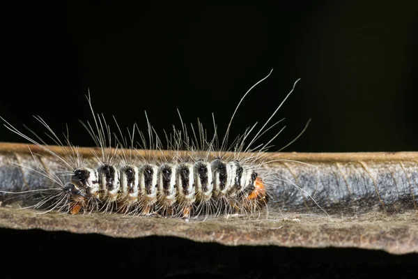 Macro Lagarta Animal Natrue — Fotografia de Stock