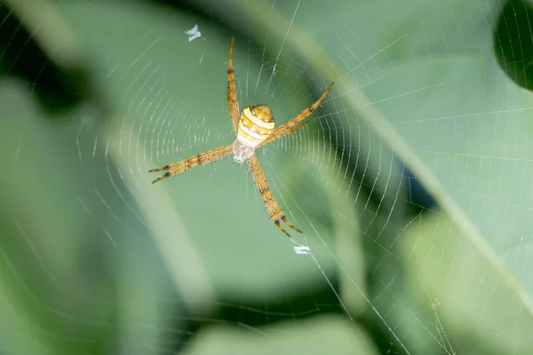 Pavouk Pavučině — Stock fotografie