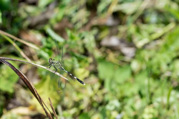 Libélula Una Rama — Foto de Stock