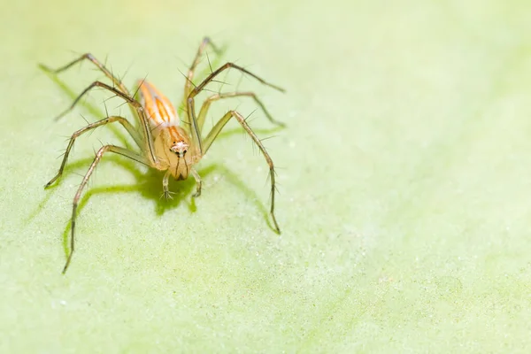 Araña Hoja —  Fotos de Stock