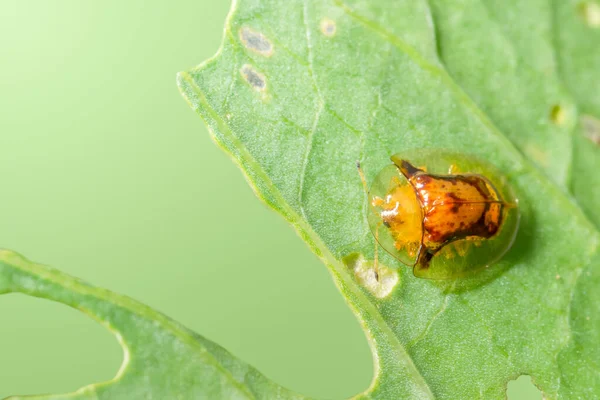 Mariquita Amarilla Hoja — Foto de Stock