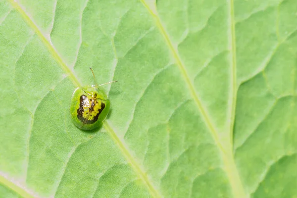 葉の上の黄色いてんとう虫 — ストック写真