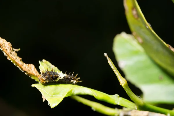 Nahaufnahme Wurm Auf Einem Ast — Stockfoto