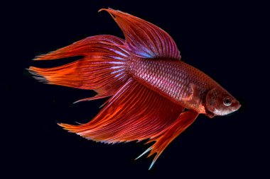 Beta kırmızıyı görkemlendirir.)