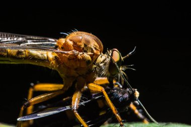 Robberfly yemek yiyor.
