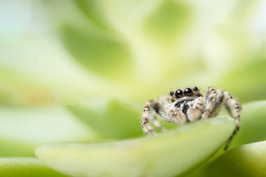 Yaprak Üzerine Macro Spider