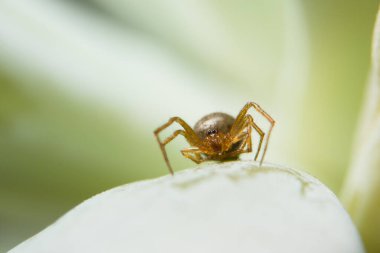 Yaprak Üzerine Macro Spider