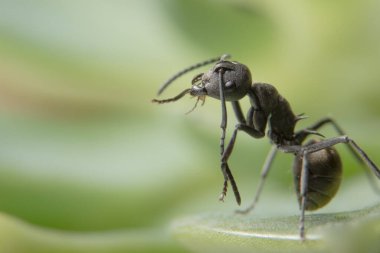 Yaprak Üzerine Macro Spider