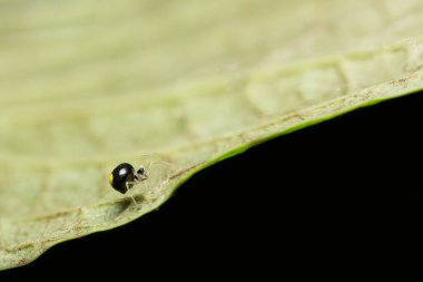Yaprak Üzerine Macro Spider