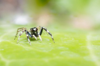 Yaprak Üzerine Macro Spider