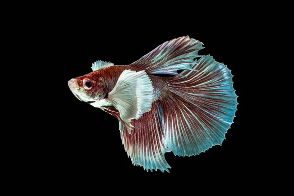 Betta Splendens Big Ear Ucho Słonia Ryba Gryzie — Zdjęcie stockowe